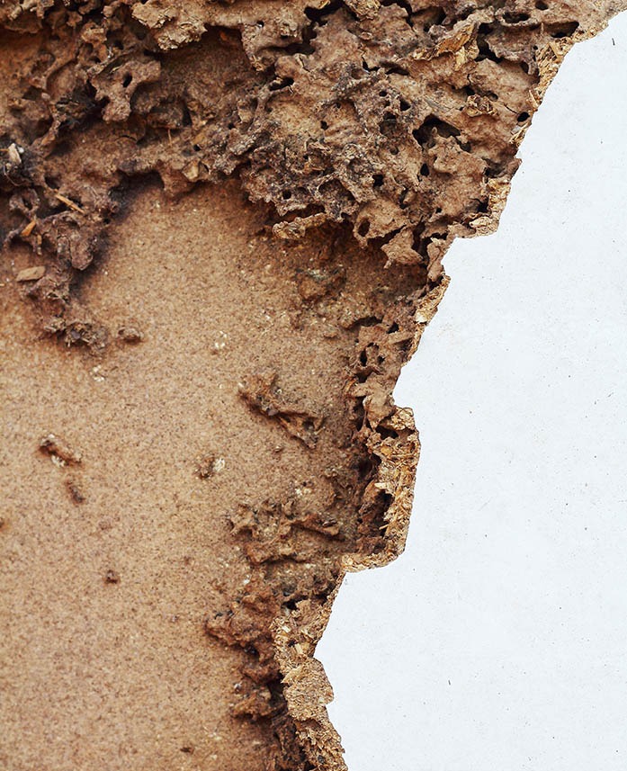 Traitement termites Lisieux