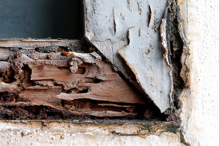 Traitement termites Argentan